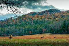 North-Carolina